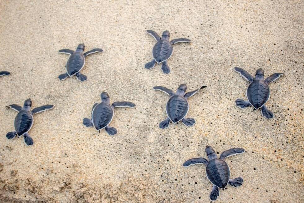 Turtle Paradise