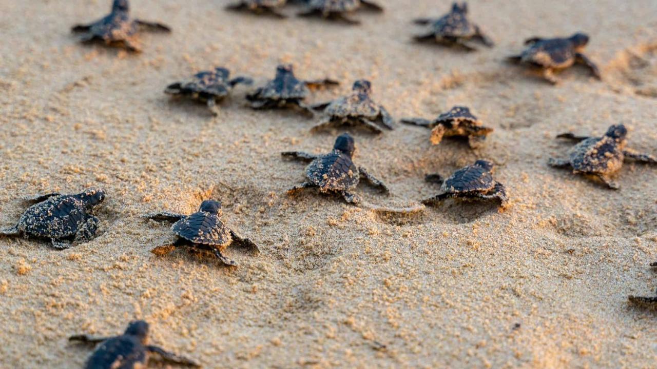 Turtle Paradise Hotel